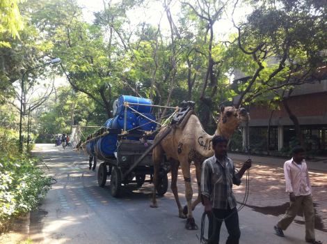 OI-Ahmedabad-camel